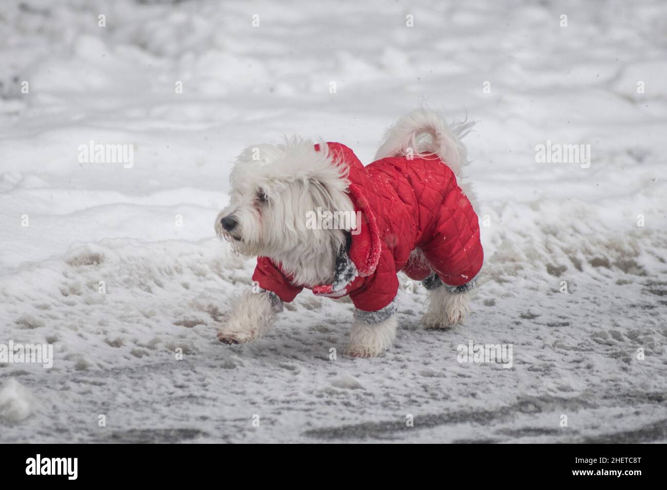 Winter in Serbia maltese dog with a red coat walking in the snow. Sain