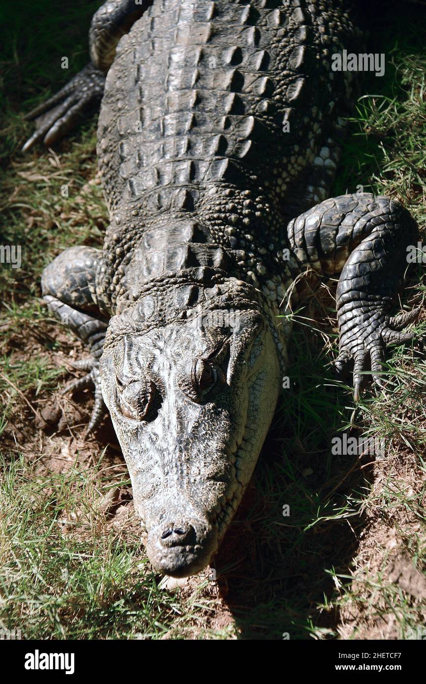 Mexican crocodile, Crocodylus moreletii, Venta Museum-Park, pre-Columbian archaeological site, Villahermosa, state of Tabasco, Mexico, North America Stock Photo