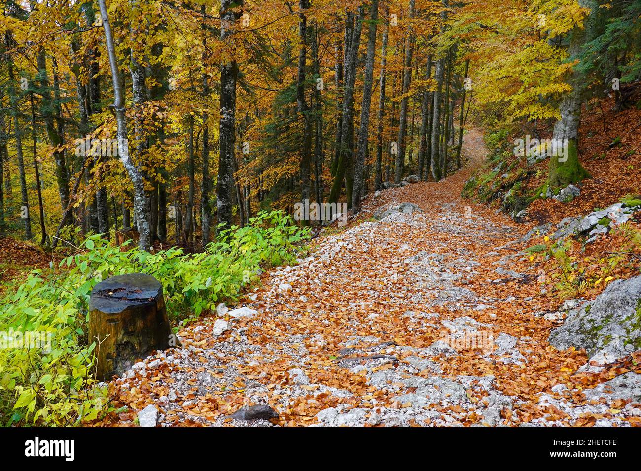 Autumn colours in Triglav National Park, Slovenja, Europe Stock Photo