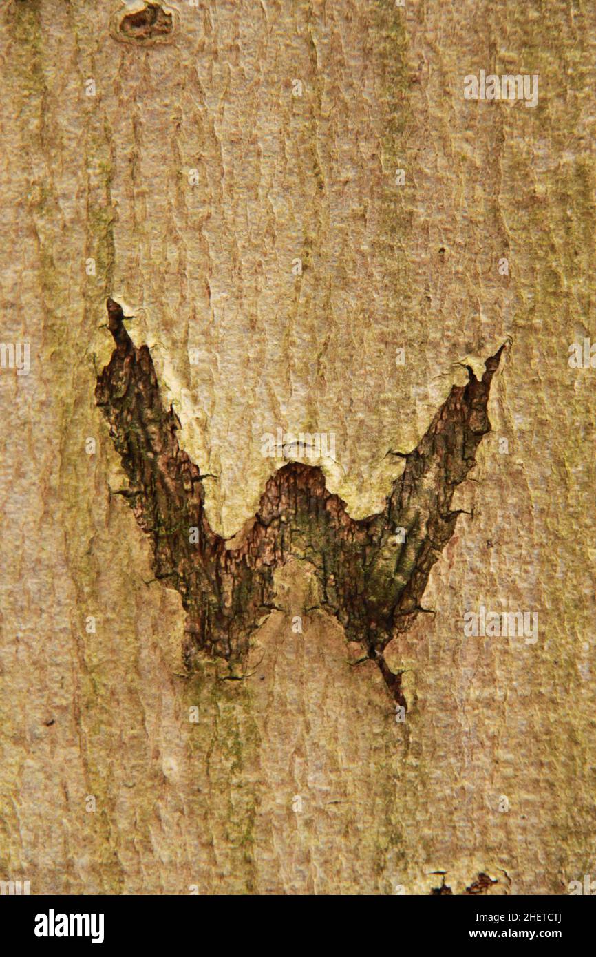 the letter W is carved into the bark of a beech Stock Photo
