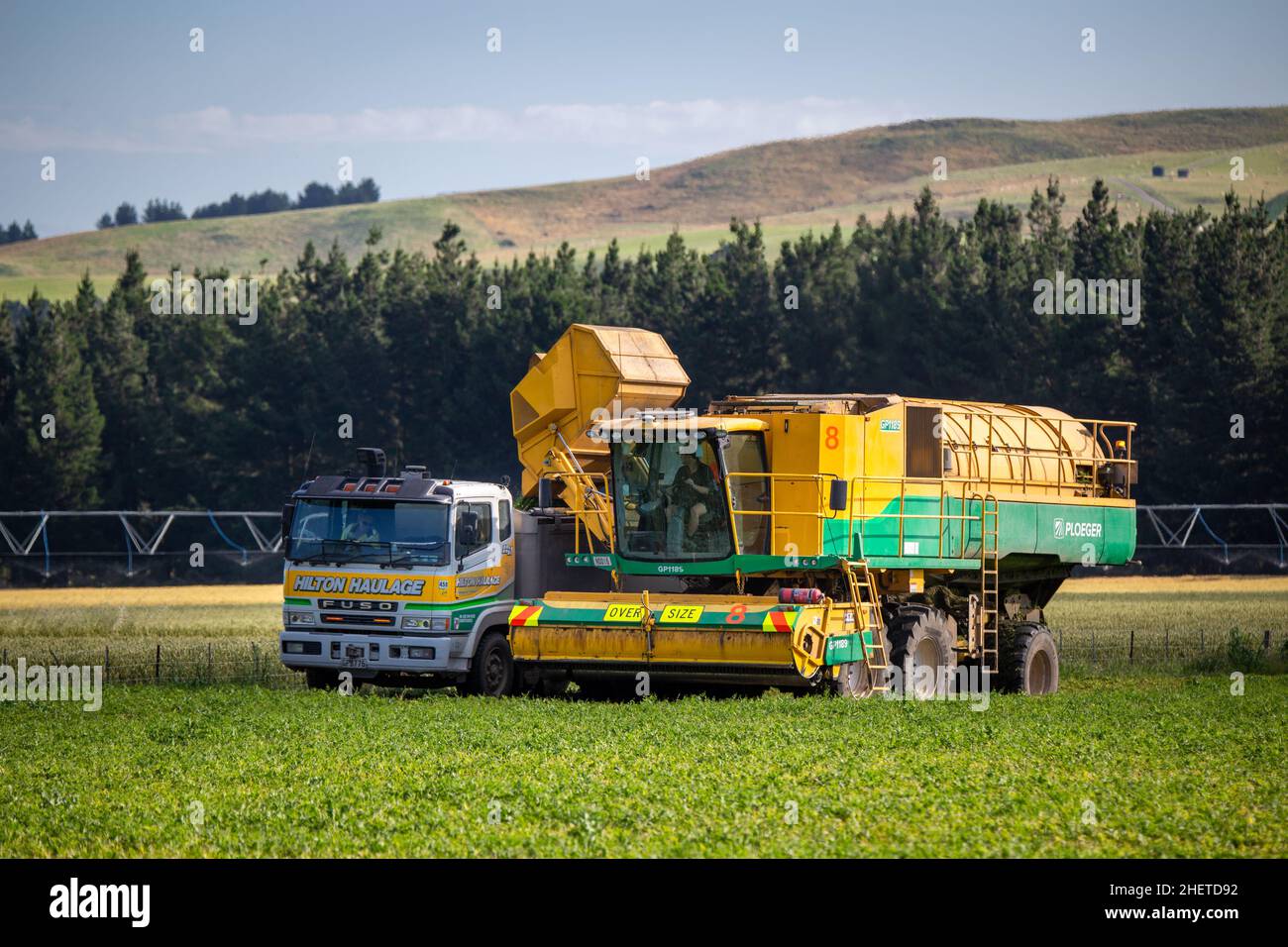 Annat, Canterbury, New Zealand, January 10 2021: a pea viner harvesting peas unloads to a truck so they can be transported to the Watties factory Stock Photo