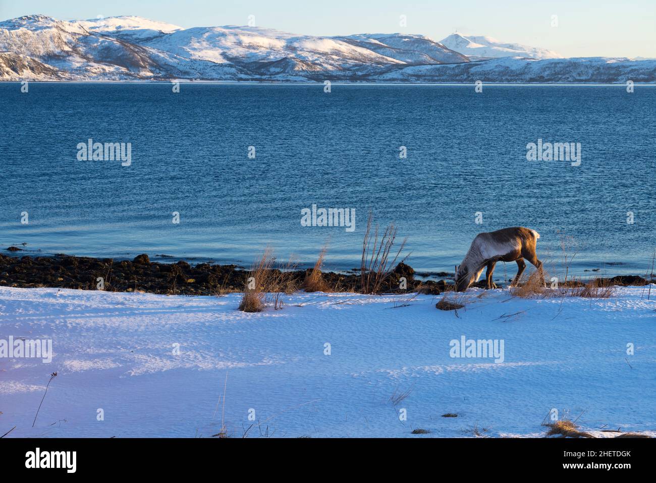 Reindeer in its natural environment eating in the snow on the edge  of a fjord in Brensholmen, near Tromso Norway Scandinavia Stock Photo
