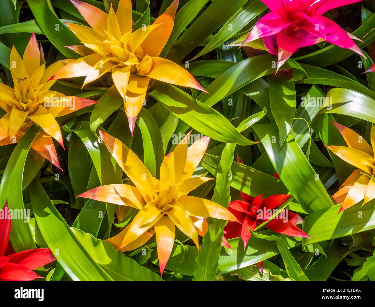 Mulkticolored Bromeliad plants filling frame Stock Photo