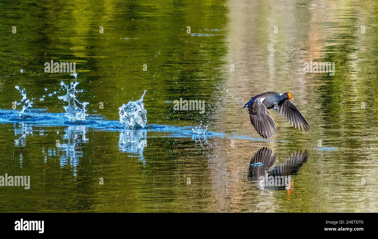 A Common Gallinule or Moorhen taking off from a pond at the Venice Area Audubon Rookery in Venice Florida USA Stock Photo