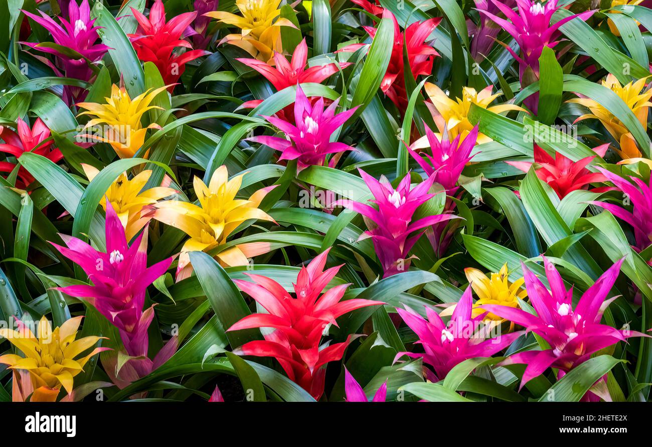 Mulkticolored Bromeliad plants filling frame Stock Photo