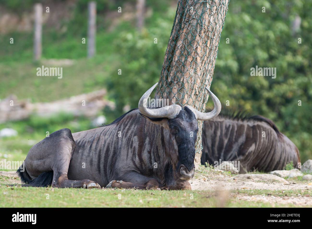 Gnu horns hi-res stock photography and images - Alamy