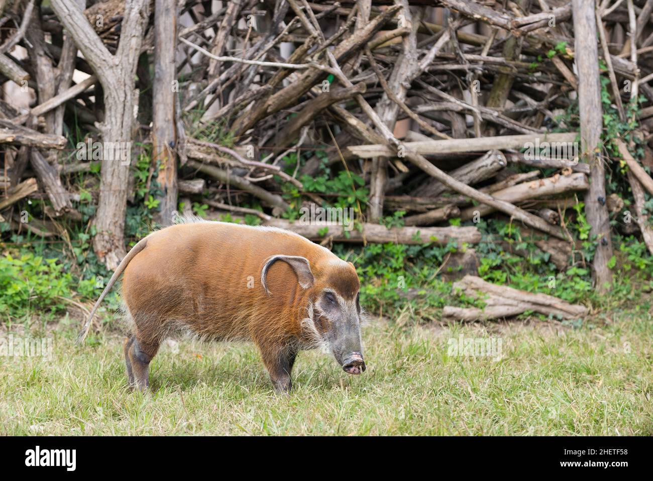 African bush pig eating grass with wood in background Stock Photo
