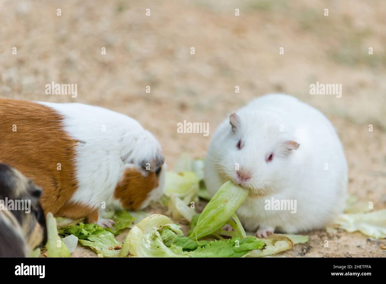 cute wild white rat and hamster eating grass Stock Photo Alamy