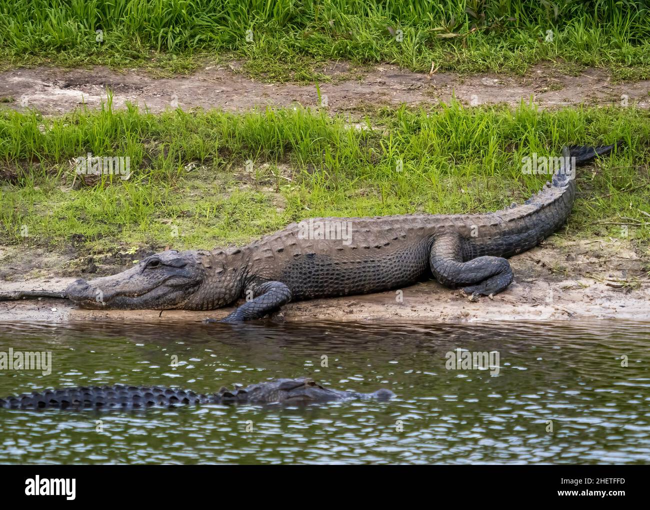 American Alligator along  Myakka River in Myakka River State Park in Sarasota Florida USA Stock Photo