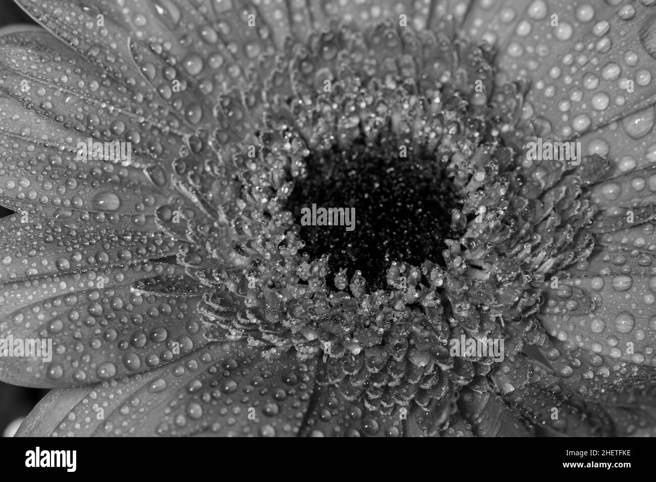 Black and white photo of a gerbera daisy covered in water droplets ...