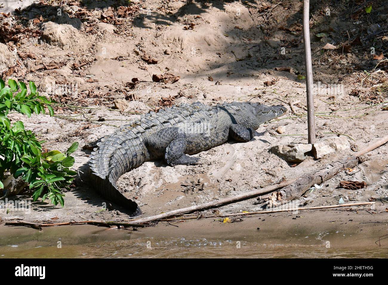 American crocodile, Spitzkrokodil, Crocodylus acutus, amerikai krokodil, Sumidero Canyon National Park, state of Chiapas, Mexico, North America Stock Photo