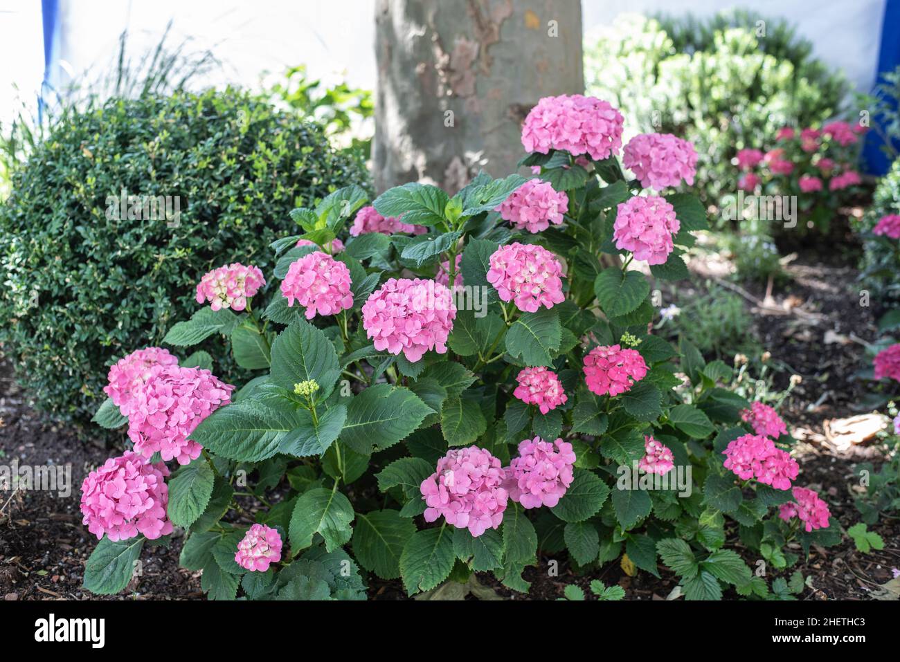a bush of hydrangea macrophylla in a garden with pink flowers Stock ...