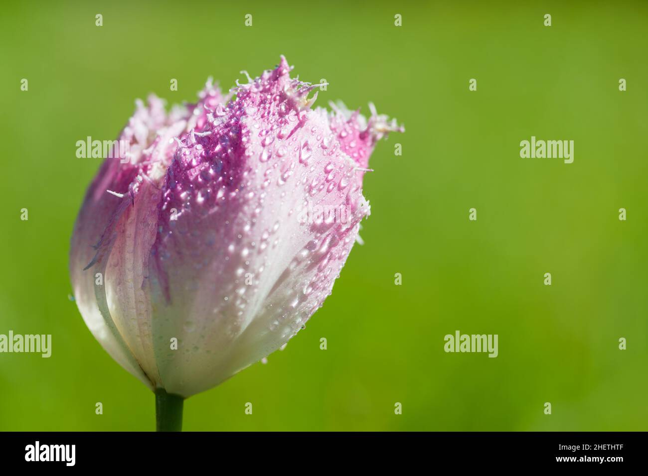 blossom of Fancy Frills tulip with water drops with green background Stock Photo