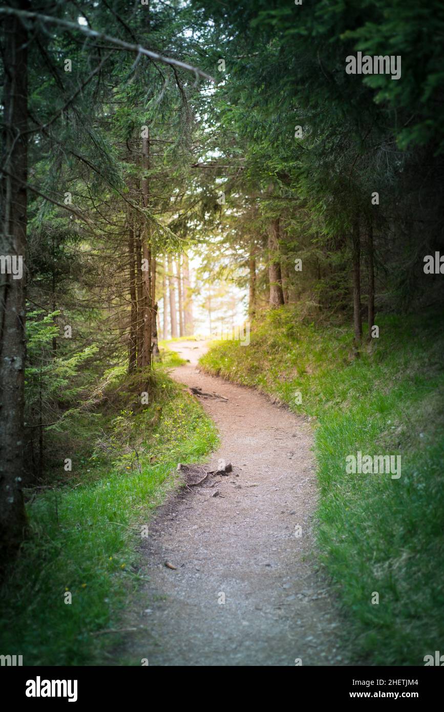 road path goes to sunlight at the end of the forest tunnel Stock Photo
