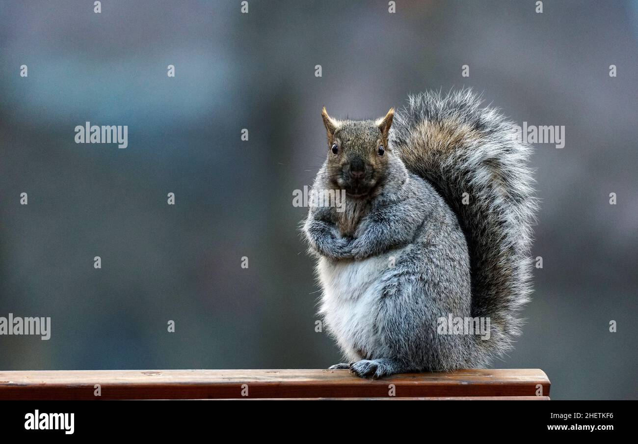 Squirrel sitting on park bench Stock Photo