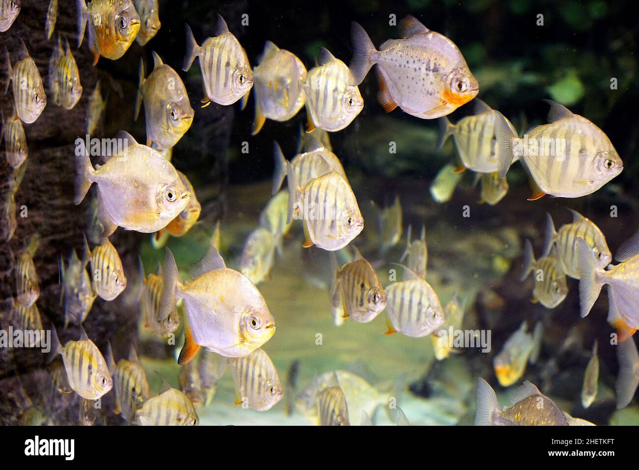 Examples Of Omnivores Fish