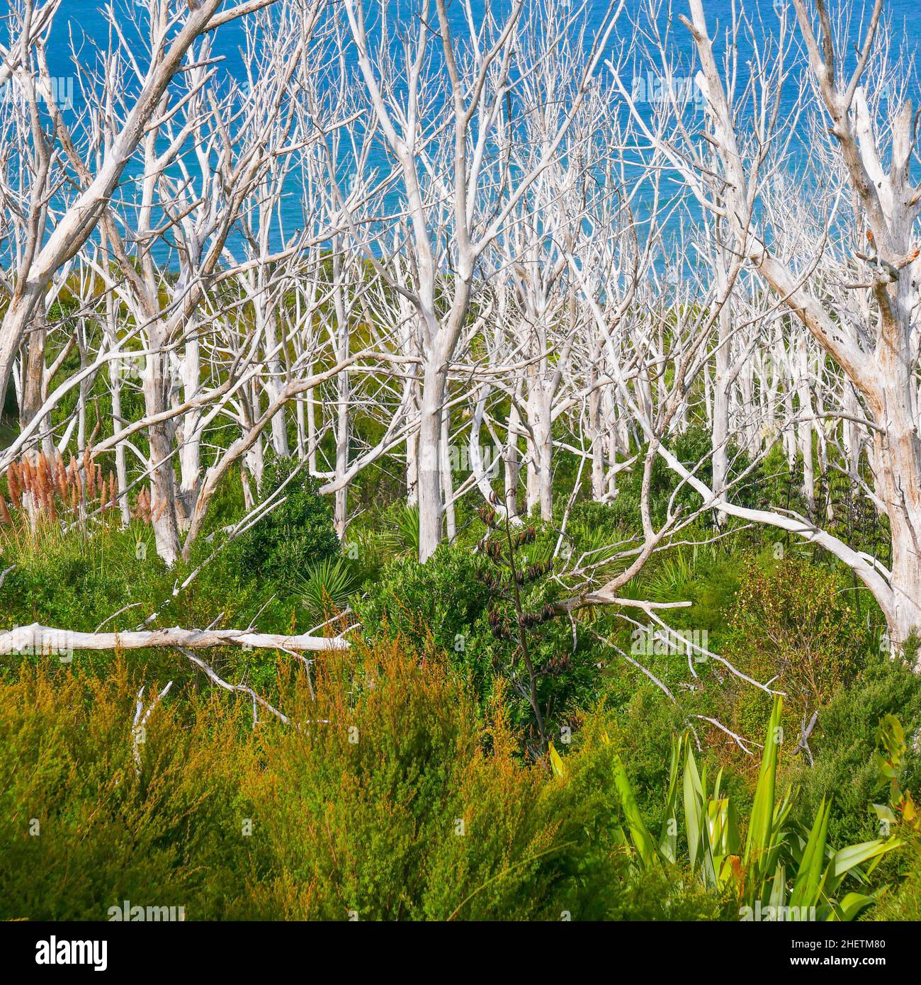 scenic nature with white dead trees, green meadow,blue sky at the hilly coast in New Zealand Stock Photo
