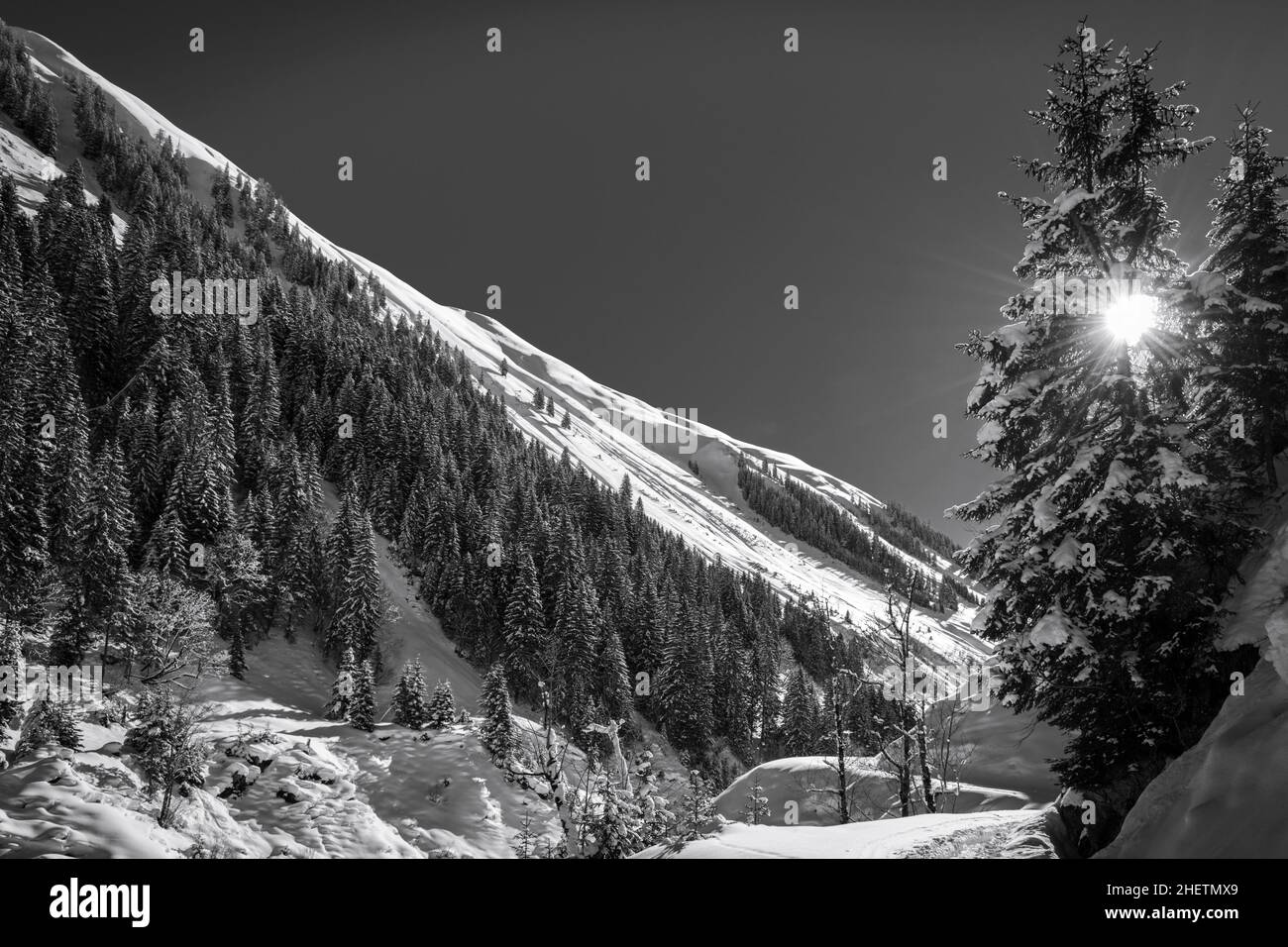 winter landscape with sun shining through tree in black and white Stock ...