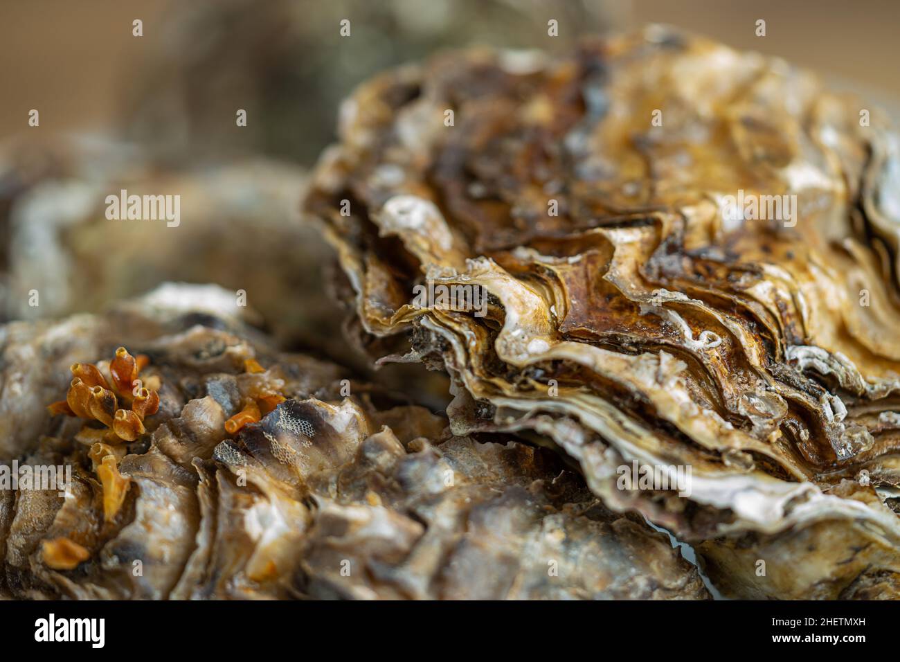 Oyster shell mussel shells hi-res stock photography and images - Alamy
