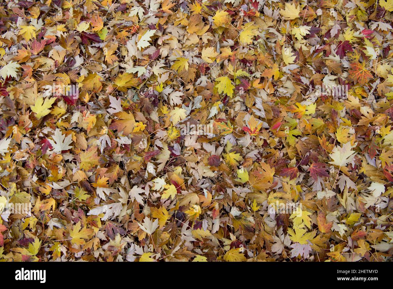 Silver maple leaves (Acer saccharinum in autumn. Stock Photo