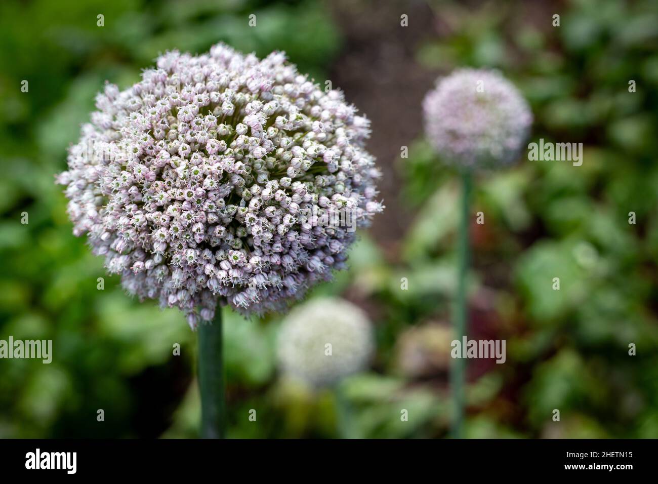 Leeks grown for their seeds, produce beautiful spherical mauve flowers, which are attractive to bees. They are also desired to sprinkle through salads Stock Photo