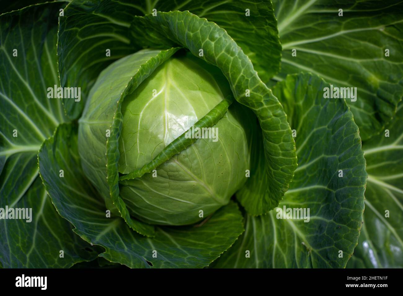 A healthy summer cabbage in an organic, rural garden is ready to be harvested for eating, Canterbury, New Zealand Stock Photo
