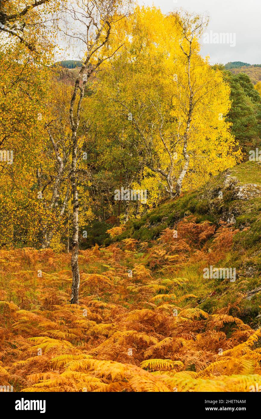Glen Strathfarrar in the Scottish Highlands.  Portrait of several colourful Aspen and Silver Birch trees in Autumn with gold and yellow leaves. Stock Photo
