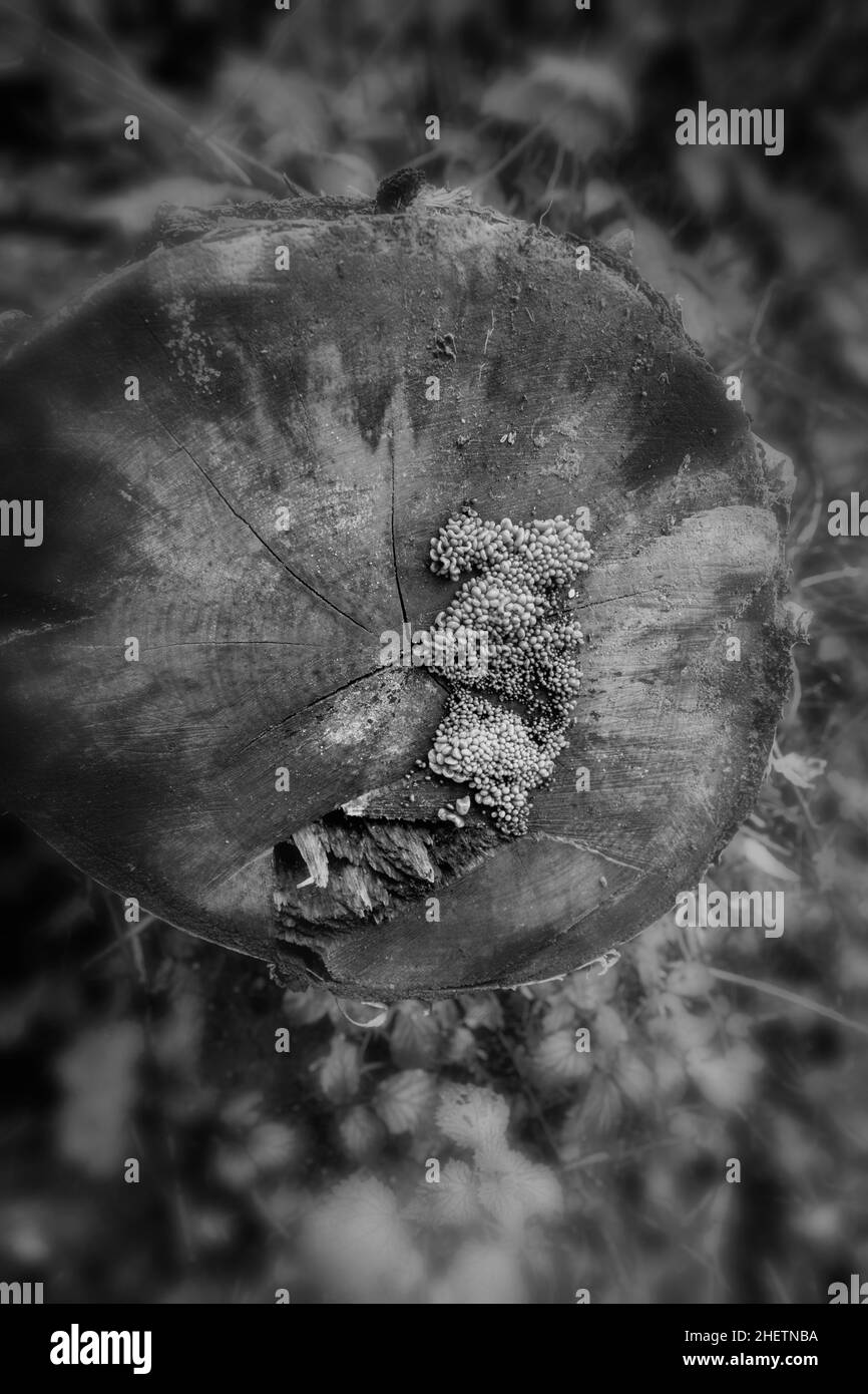 Close-up natural environmental portrait of fungi as symbols of life, death, decomposition and rebirth Stock Photo
