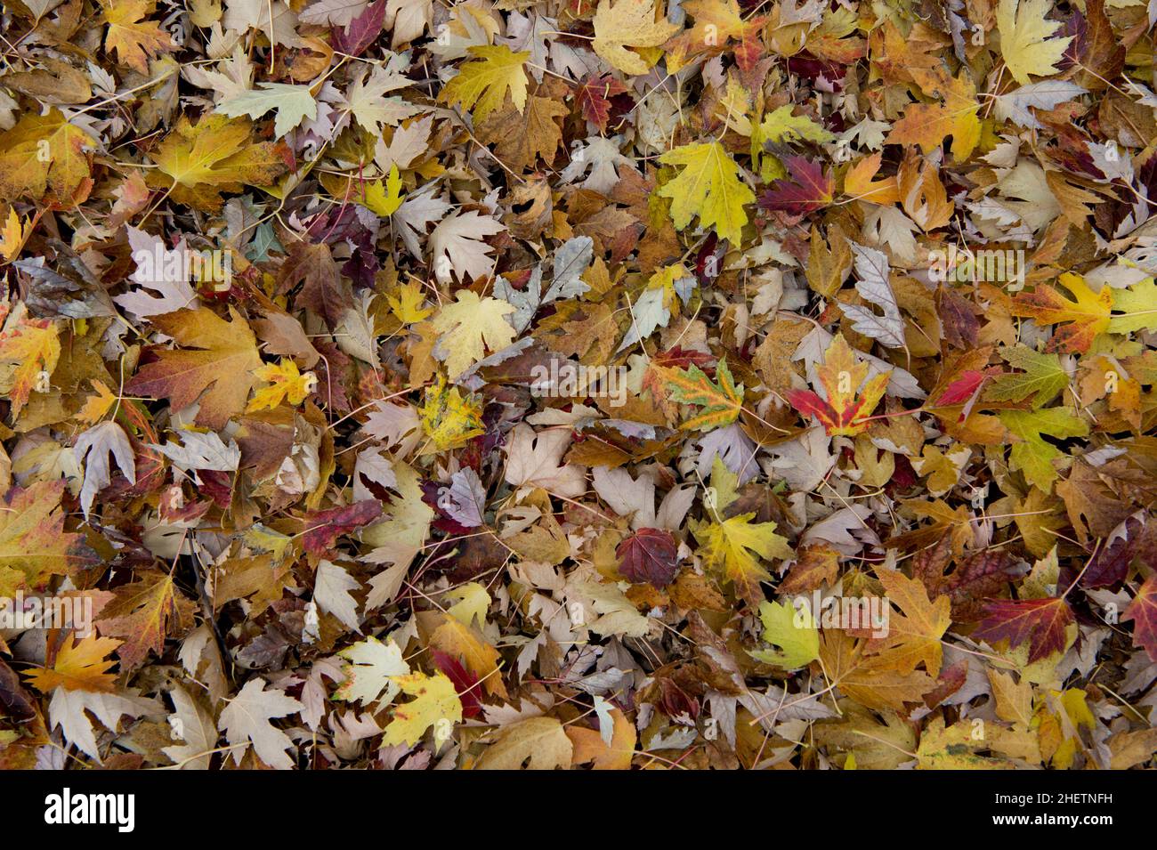 Silver maple leaves (Acer saccharinum) in autumn. Stock Photo