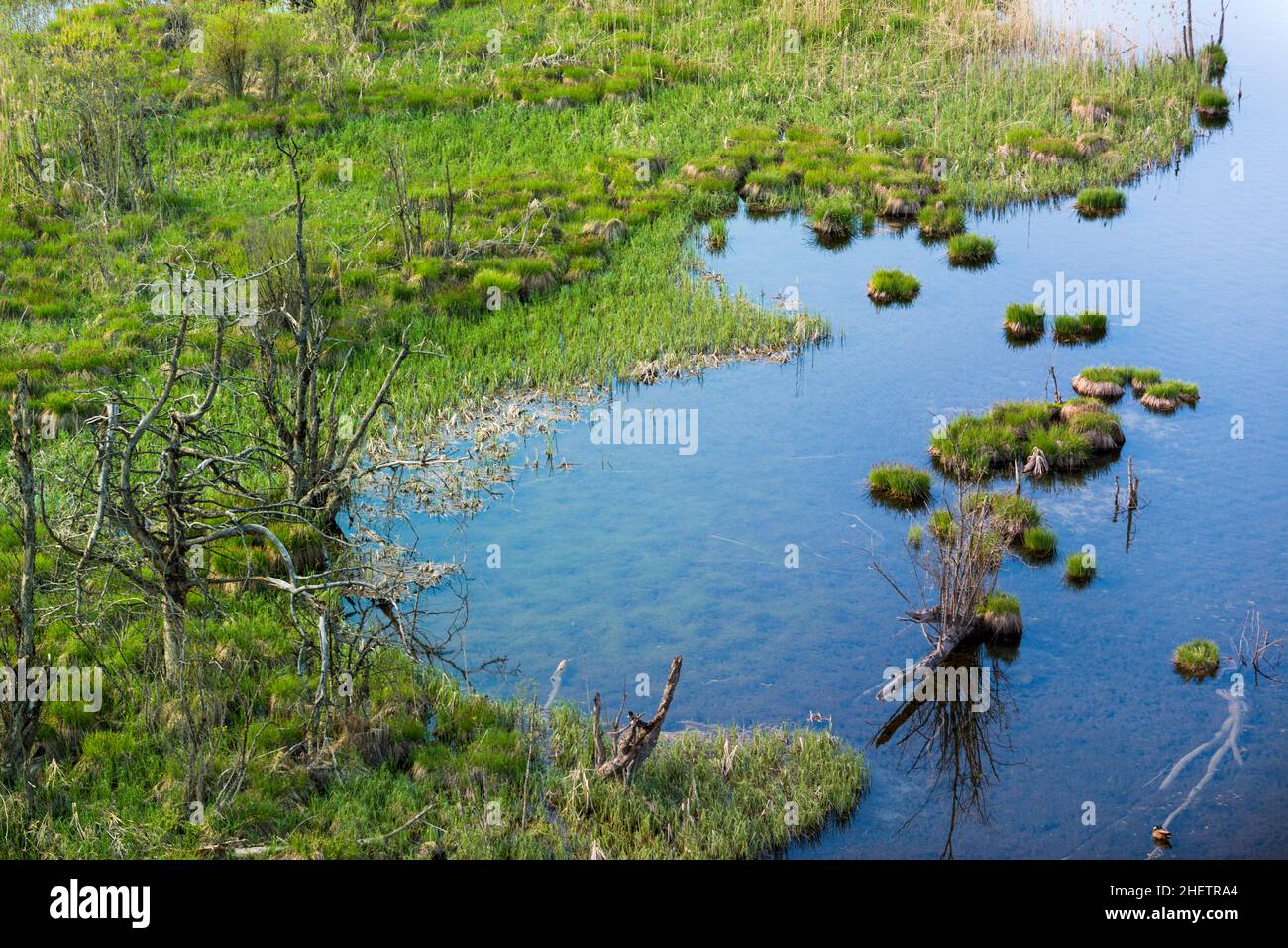 top view to swamp at lake with arid trees and grass Stock Photo