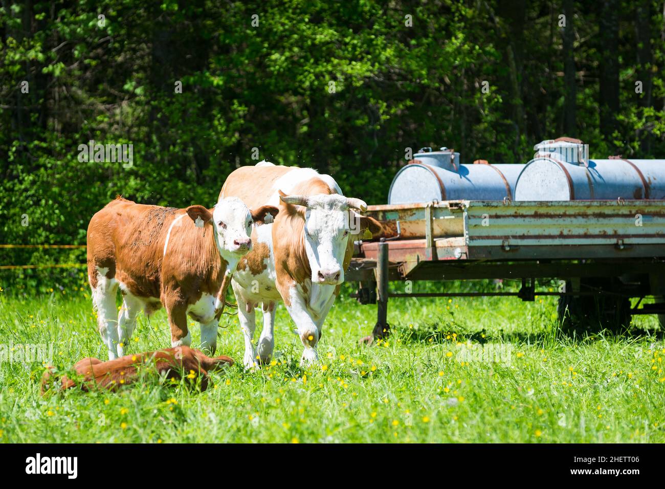 cow family in meadow next to drinking tank Stock Photo
