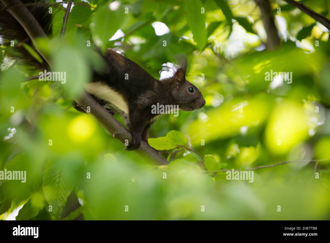 brown squirrel with white belly on limb Stock Photo Alamy