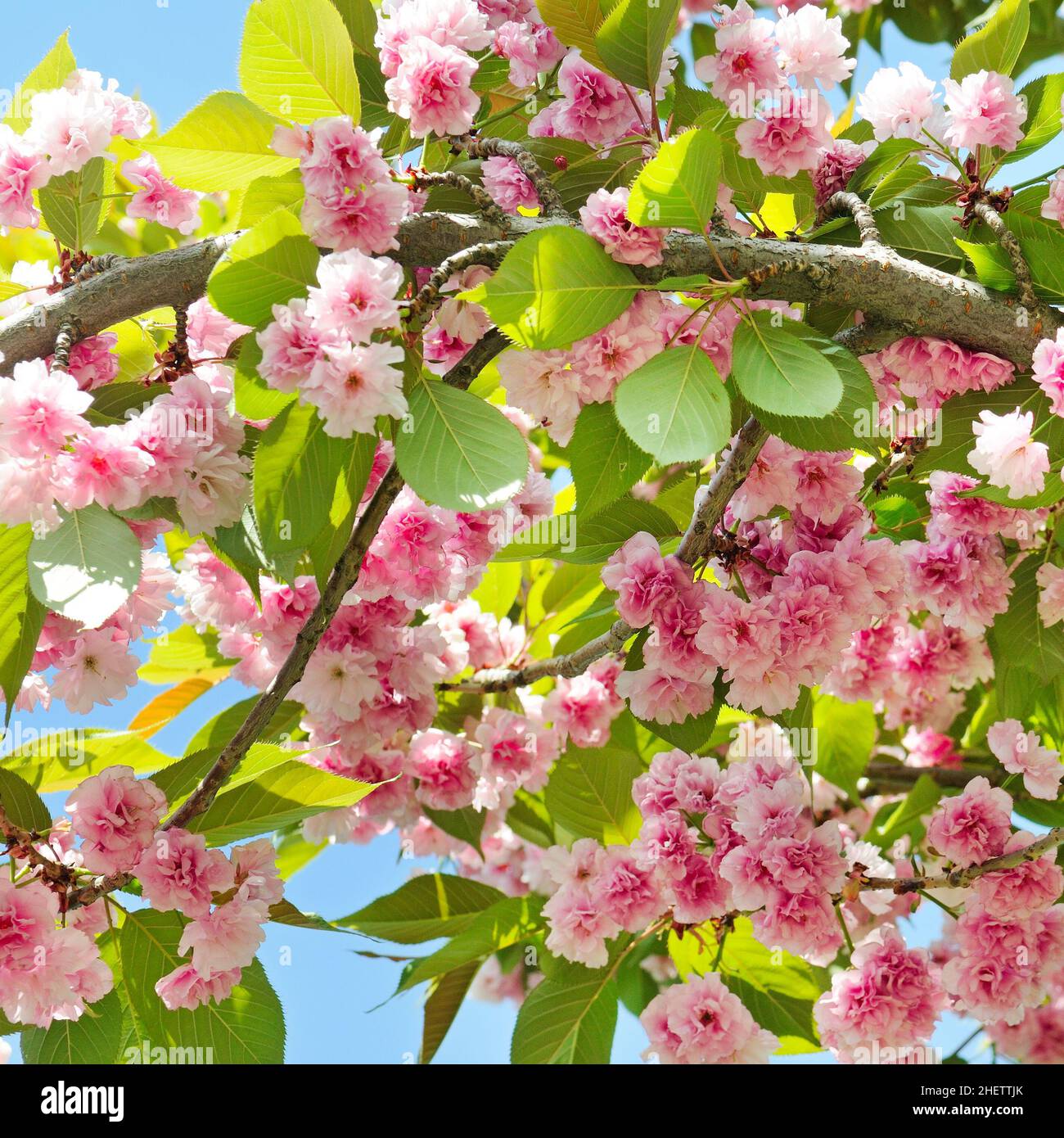 Cherry Blossom or Sakura flower on nature background Stock Photo - Alamy