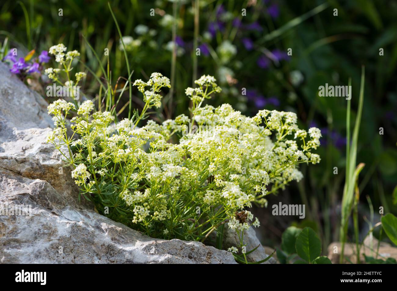 chamois cress, small tufted perennial herb of mountains Stock Photo
