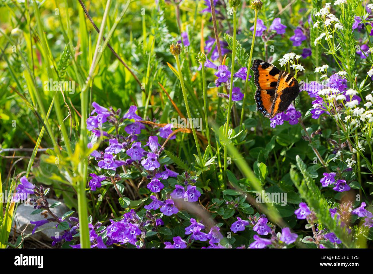 alpine flowers withadmiral butterfly Stock Photo