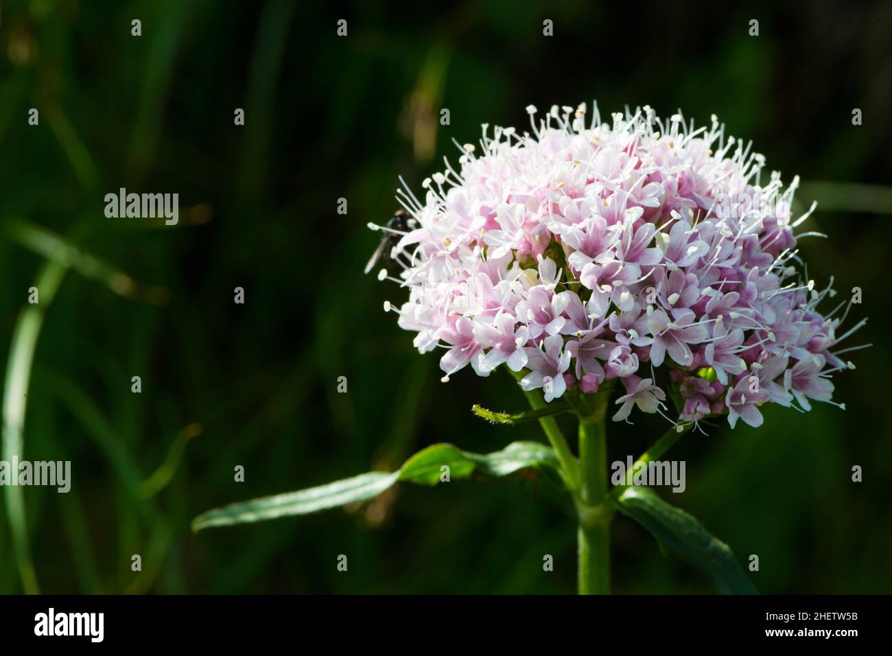 Valerian inflorescence hi-res stock photography and images - Alamy