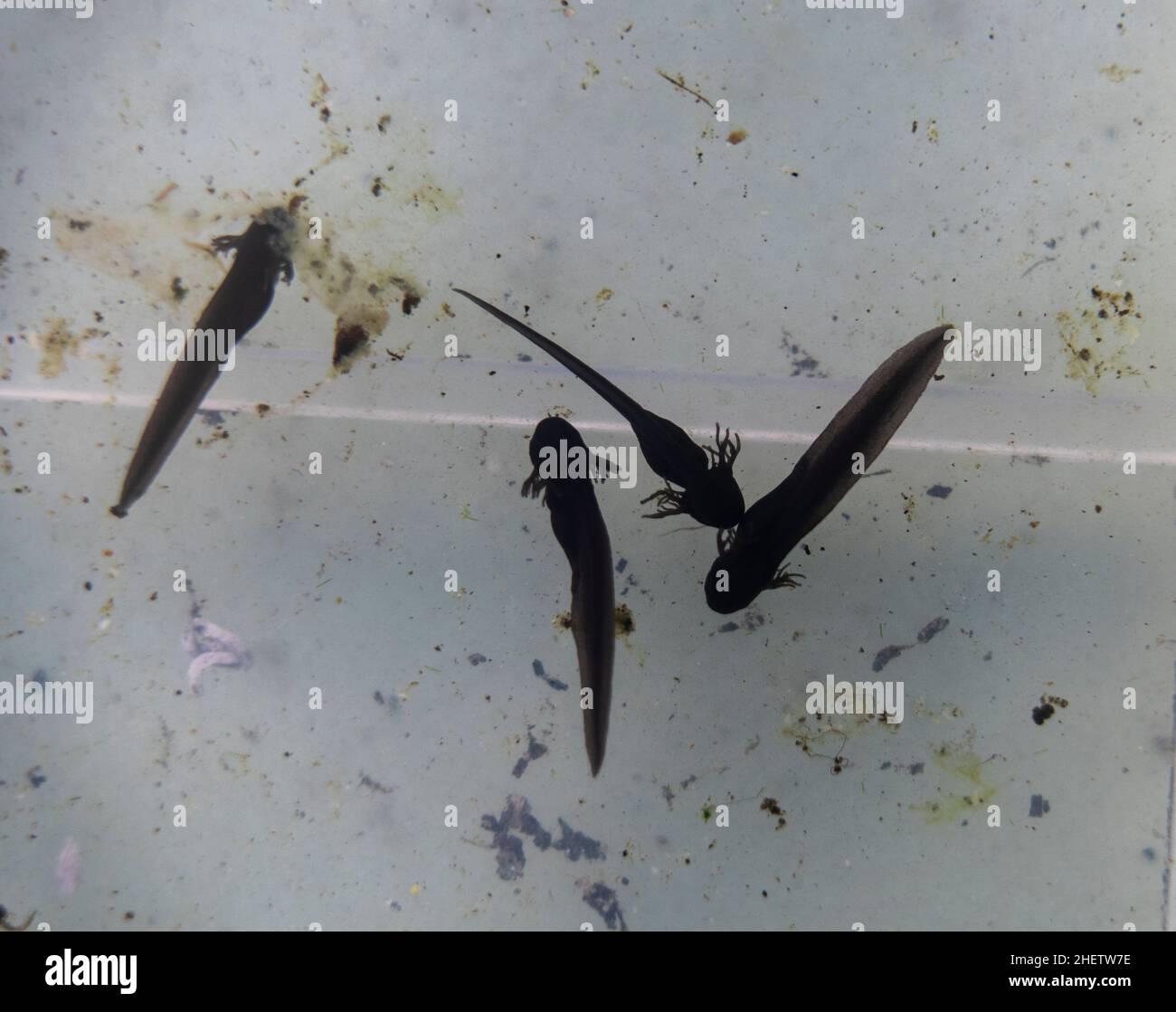 Tadpoles in a pond with gills Stock Photo