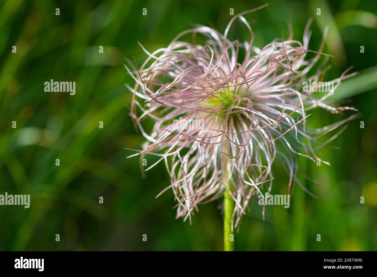 centaurea flower Stock Photo