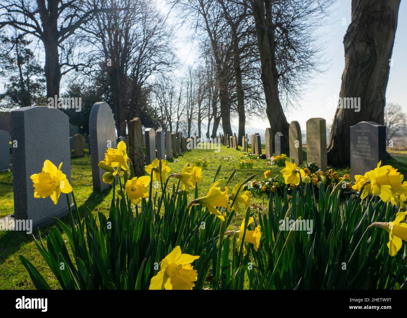 Spring daffodils in a country church yard Stock Photo
