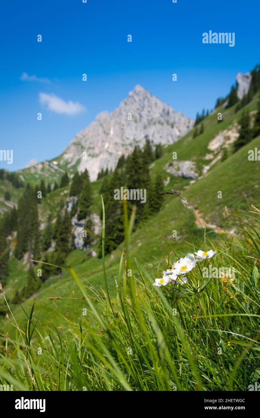 white flowers at steep mountain meadow Stock Photo