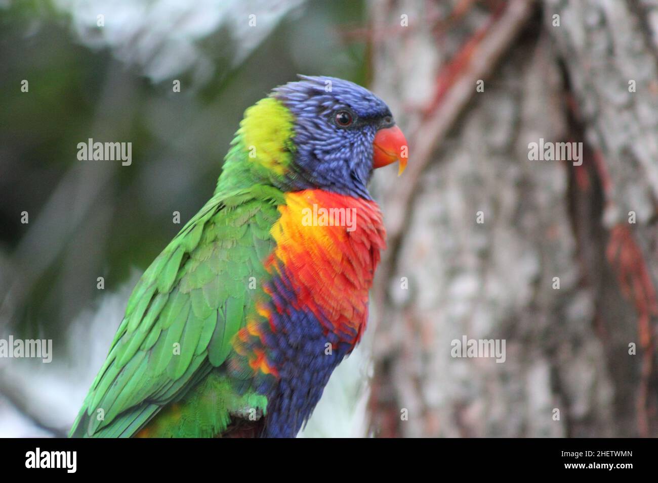 Birds of Australia Stock Photo Alamy