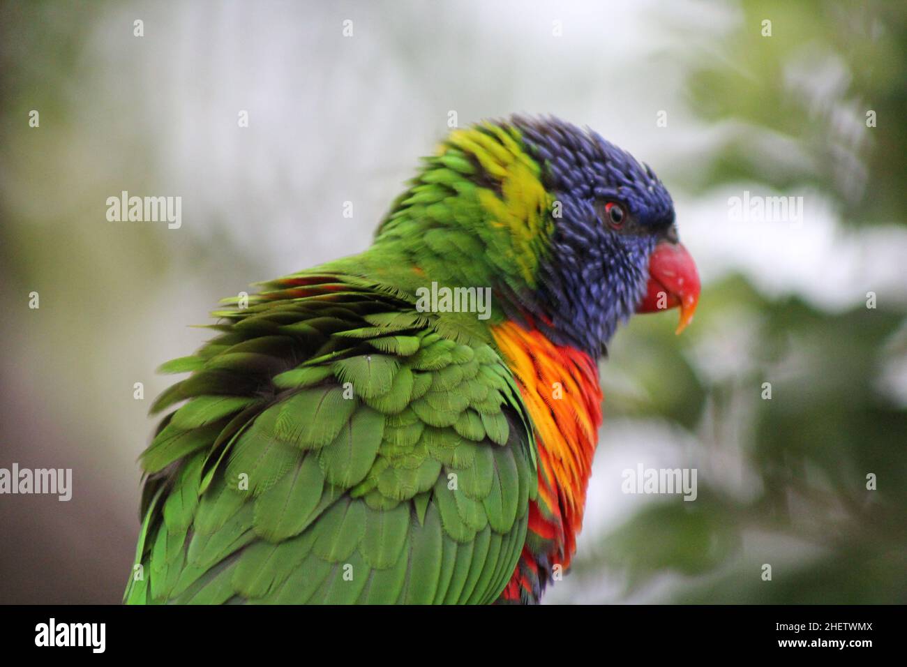 Birds of Australia Stock Photo Alamy