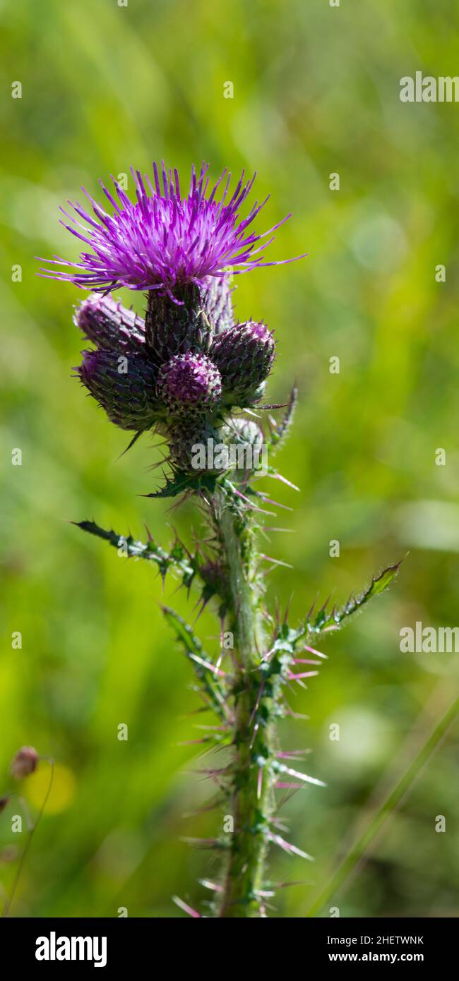 front view of common thistle on green Stock Photo