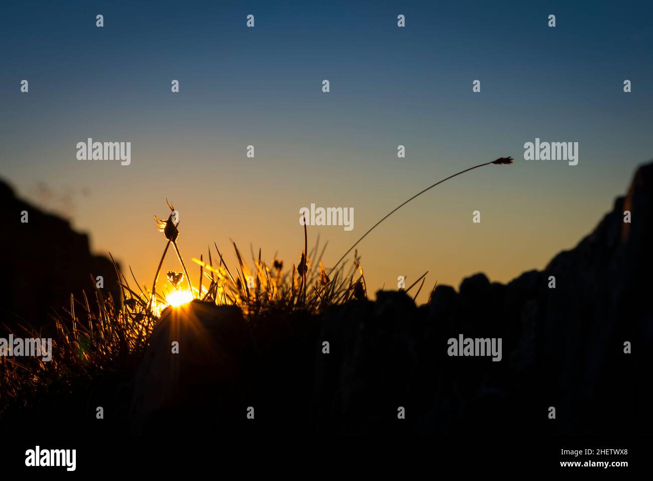 Backlight silhouette of sunset sun between grass plants Stock Photo