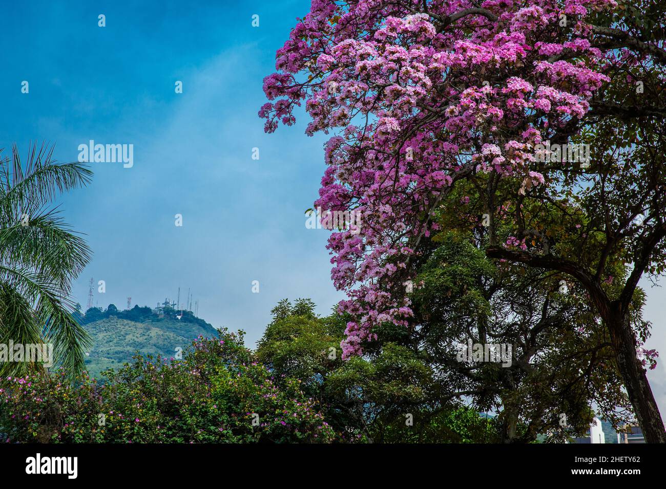 A beautiful blooming Guayacan and the iconic Hill of the Three Crosses, two symbols of the Cali city in Colombia Stock Photo