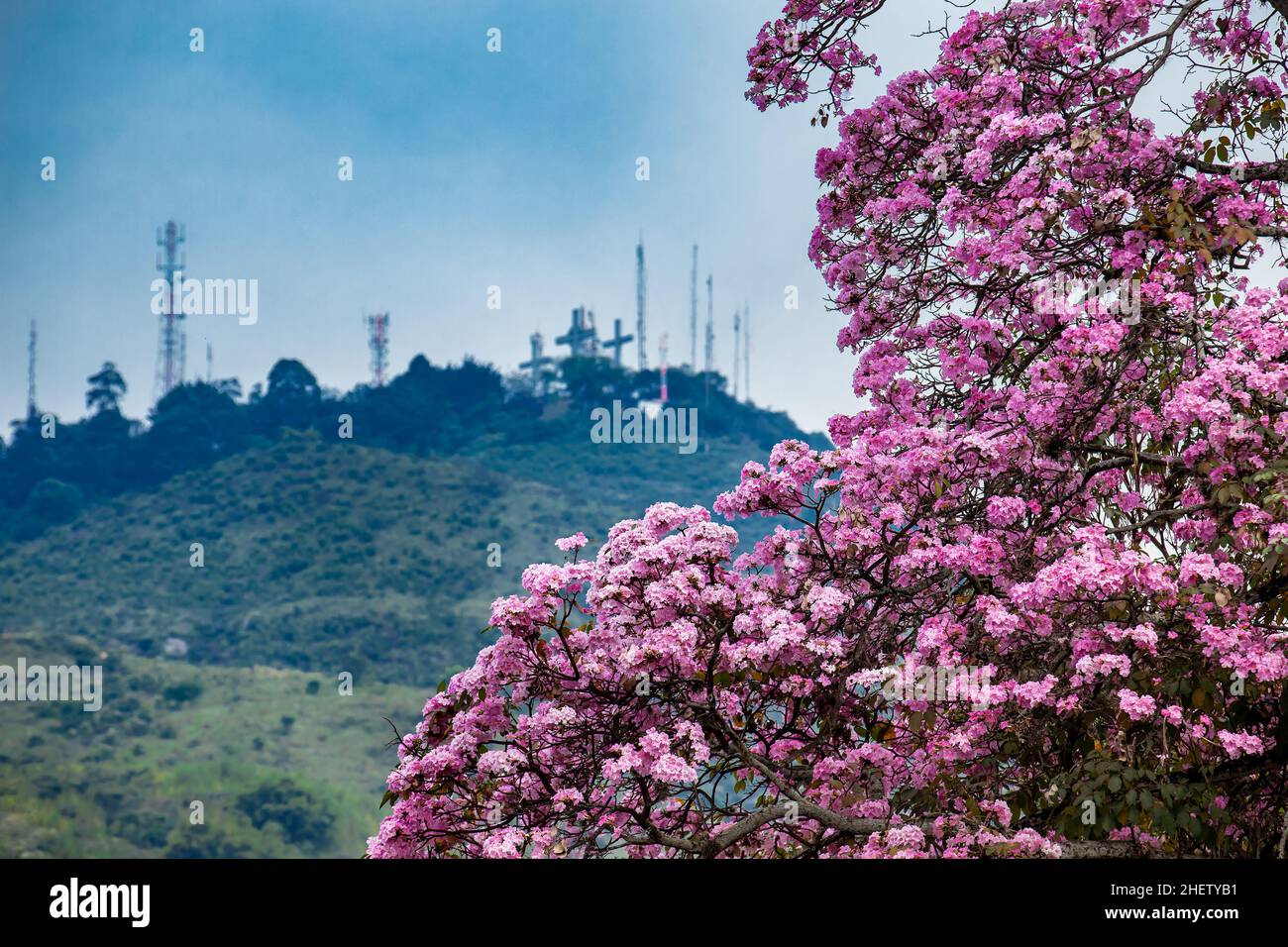 A beautiful blooming Guayacan in front of the iconic Hill of the Three Crosses, two symbols of the Cali city in Colombia Stock Photo