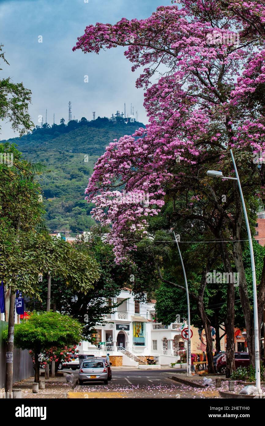 CALI, COLOMBIA - AUGUST 2021. A beautiful blooming Guayacan and the iconic Hill of the Three Crosses, two symbols of the Cali city in Colombia Stock Photo