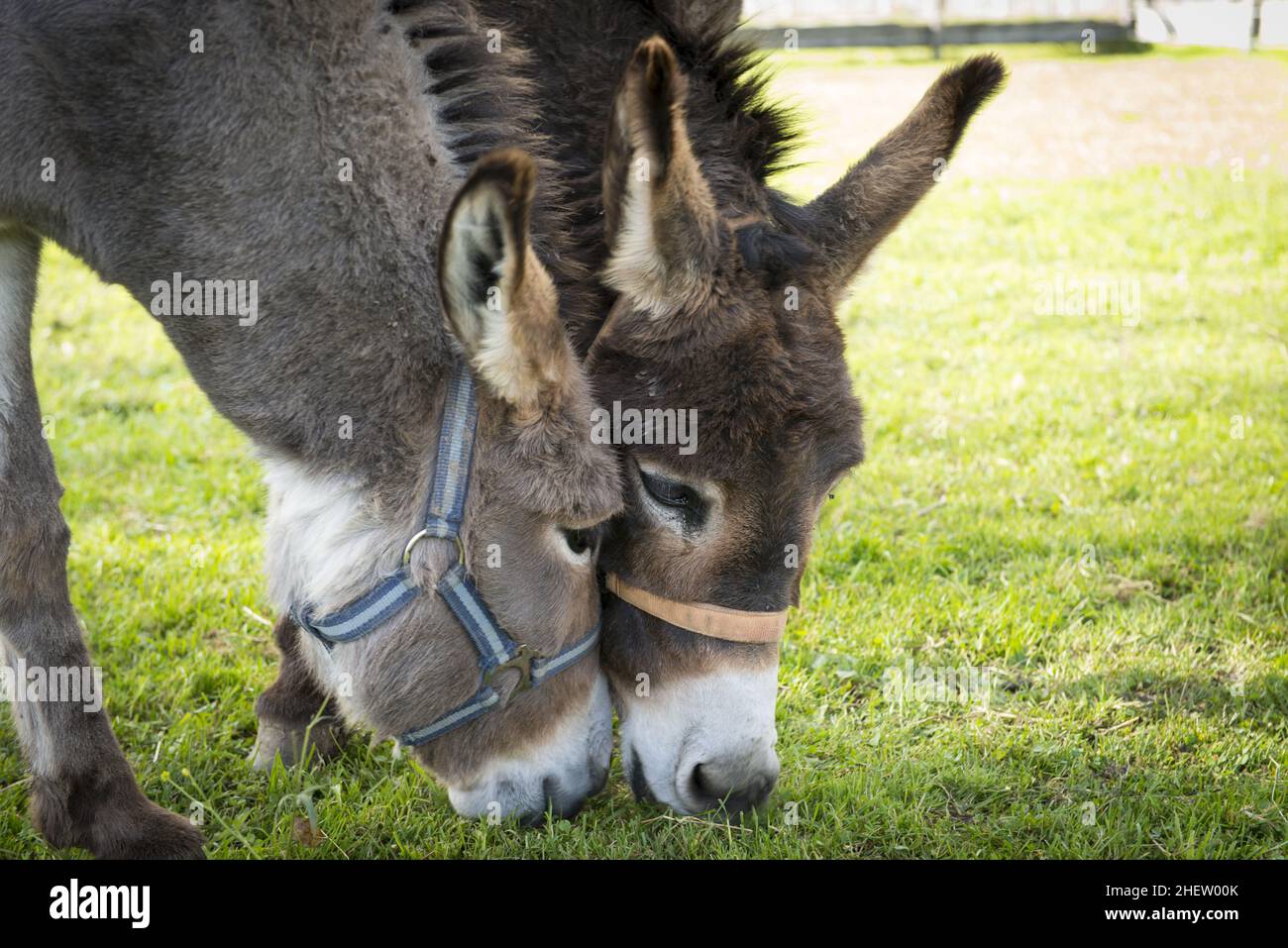 two donkeys eating grass with heads touching each other Stock Photo Alamy