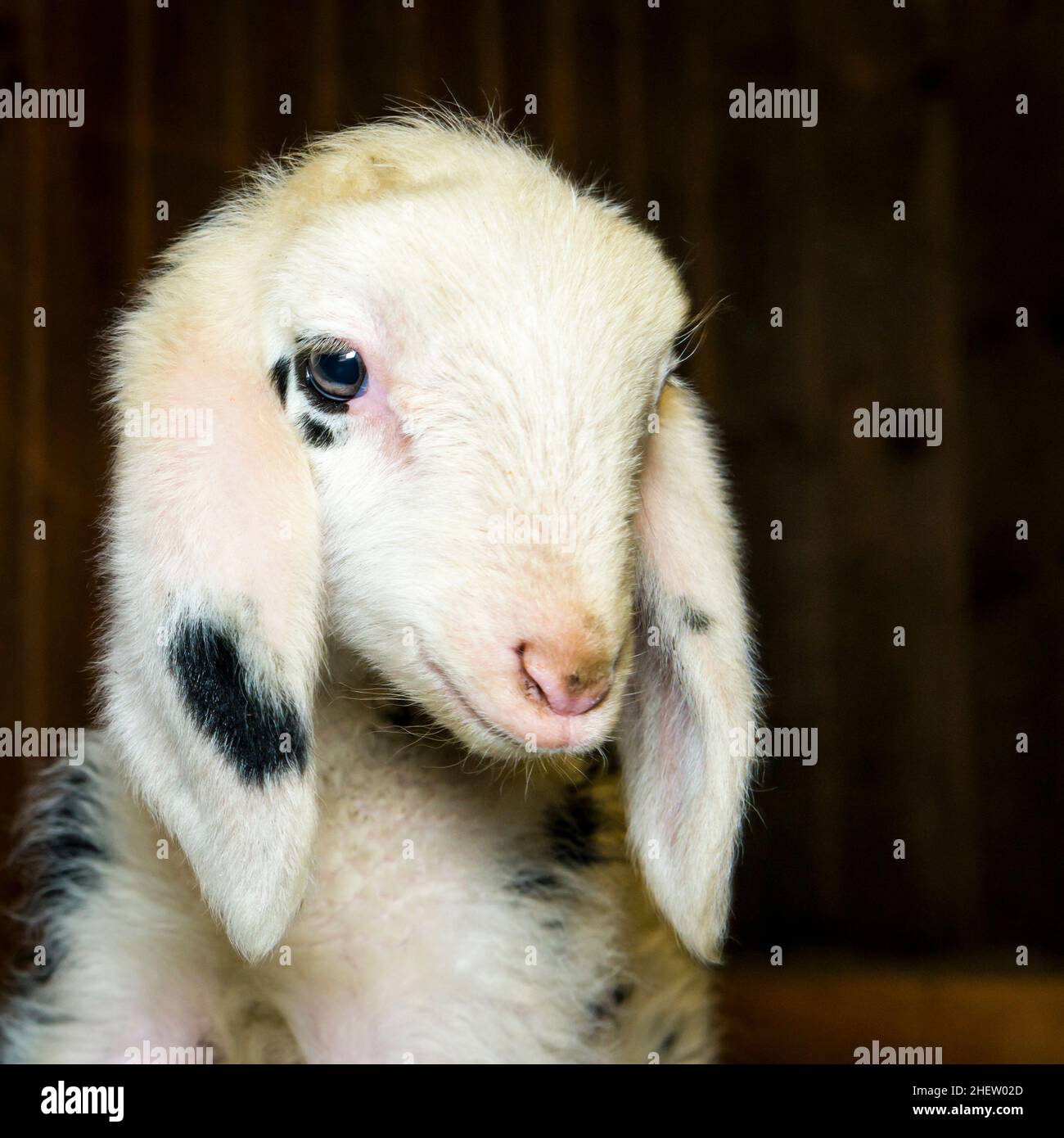 head of innocent newborn black dotted lamb looking in his barn Stock Photo