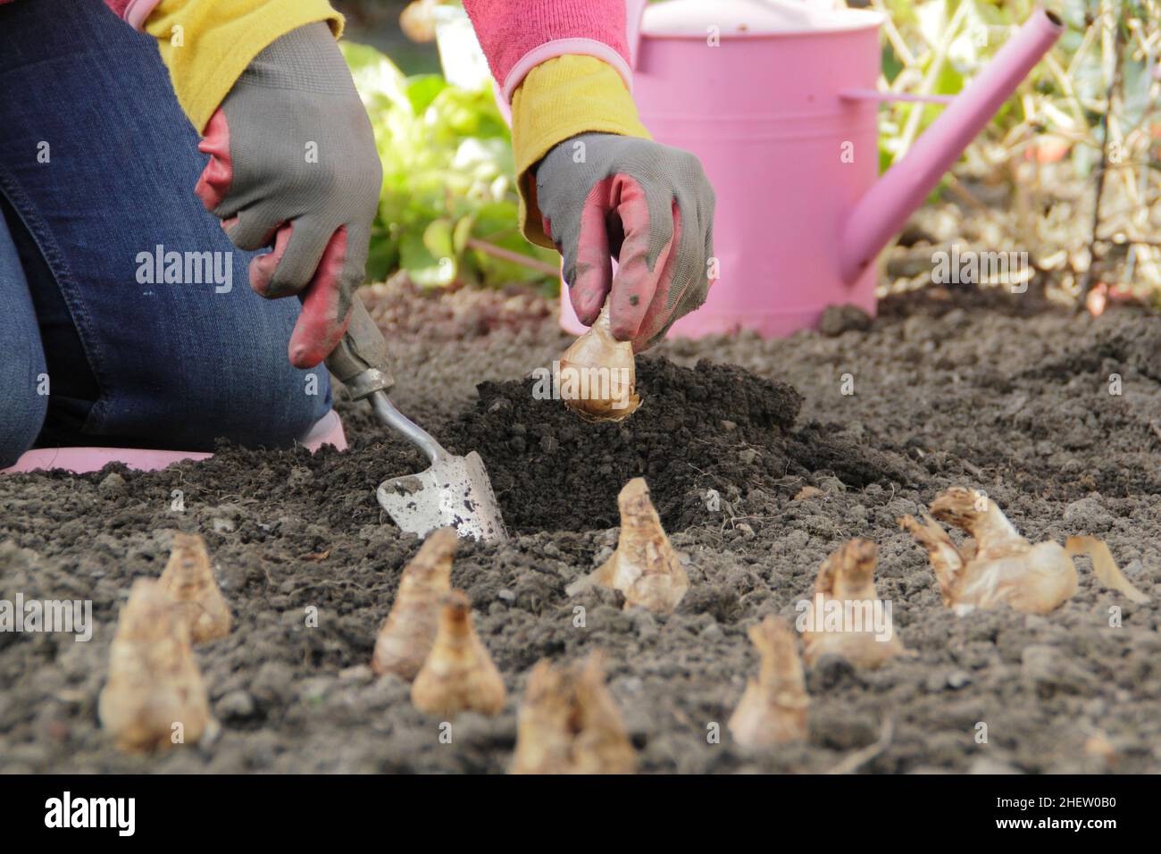 Narcissus. Planting daffodil bulbs in an autumn garden. Planting spring
